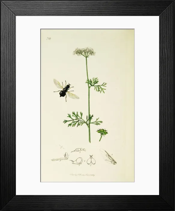 Framed Print : Curtis British Entomology Plate 729 Framed Print : Curtis British Entomology Plate 729