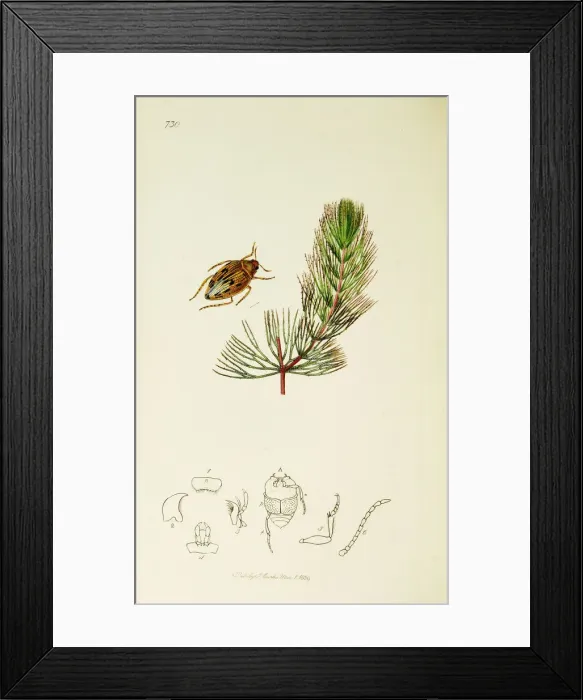 Framed Print : Curtis British Entomology Plate 730 Framed Print : Curtis British Entomology Plate 730
