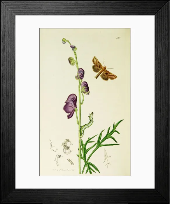 Framed Print : Curtis British Entomology Plate 731 Framed Print : Curtis British Entomology Plate 731