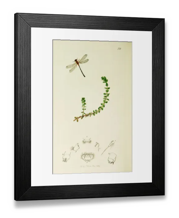 Framed Print : Curtis British Entomology Plate 732 Framed Print : Curtis British Entomology Plate 732