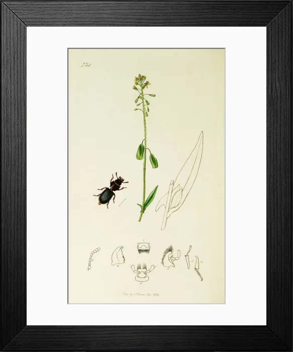 Framed Print : Curtis British Entomology Plate 734 Framed Print : Curtis British Entomology Plate 734