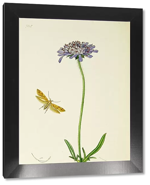 Curtis British Entomology Plate 735