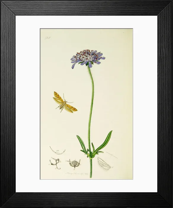 Framed Print : Curtis British Entomology Plate 735 Framed Print : Curtis British Entomology Plate 735