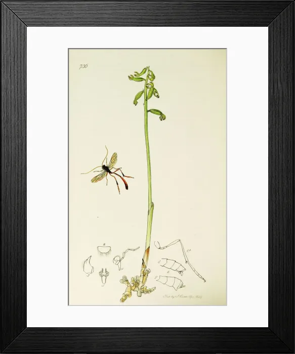 Framed Print : Curtis British Entomology Plate 736 Framed Print : Curtis British Entomology Plate 736