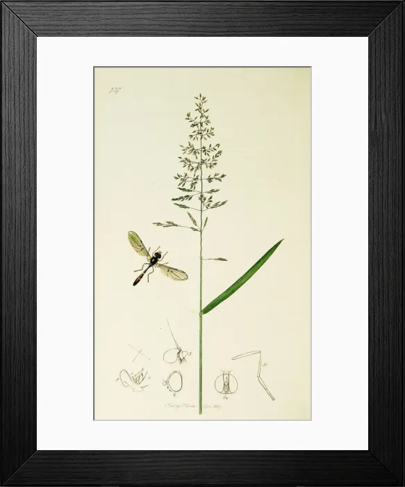 Framed Print : Curtis British Entomology Plate 737 Framed Print : Curtis British Entomology Plate 737