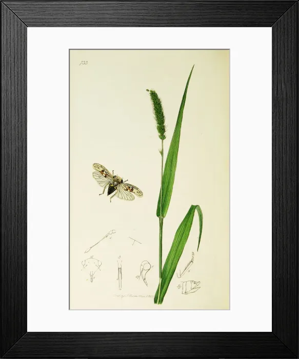 Framed Print : Curtis British Entomology Plate 733 Framed Print : Curtis British Entomology Plate 733