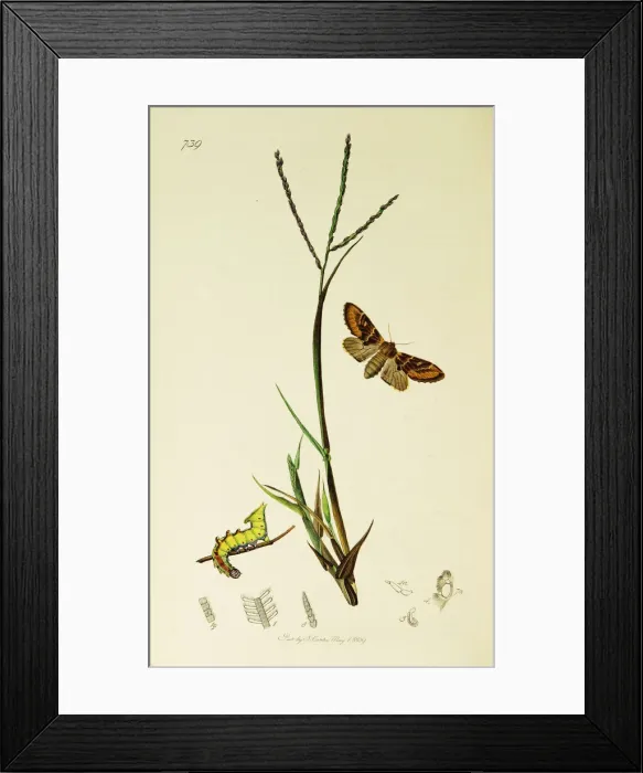 Framed Print : Curtis British Entomology Plate 739 Framed Print : Curtis British Entomology Plate 739