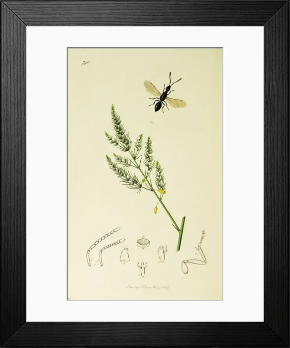 Framed Print : Curtis British Entomology Plate 740 Framed Print : Curtis British Entomology Plate 740