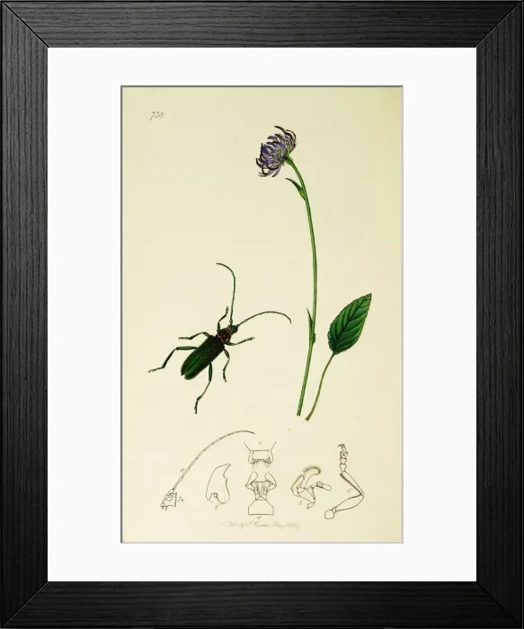 Framed Print : Curtis British Entomology Plate 738 Framed Print : Curtis British Entomology Plate 738