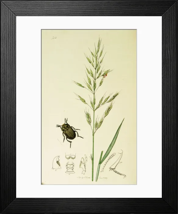 Framed Print : Curtis British Entomology Plate 742 Framed Print : Curtis British Entomology Plate 742