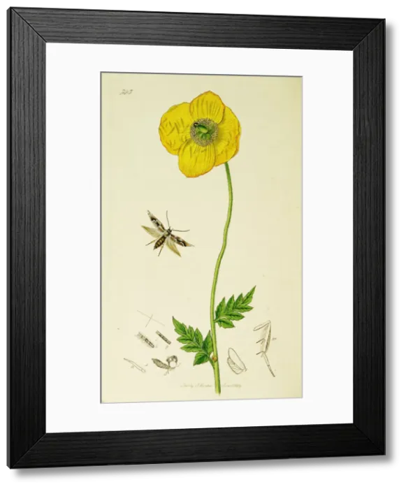 Framed Print : Curtis British Entomology Plate 743 Framed Print : Curtis British Entomology Plate 743