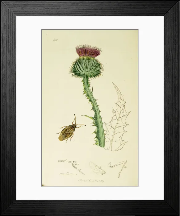 Framed Print : Curtis British Entomology Plate 741 Framed Print : Curtis British Entomology Plate 741