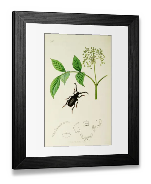Framed Print : Curtis British Entomology Plate 746