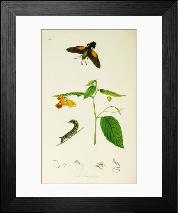 Framed Print : Curtis British Entomology Plate 747 Framed Print : Curtis British Entomology Plate 747