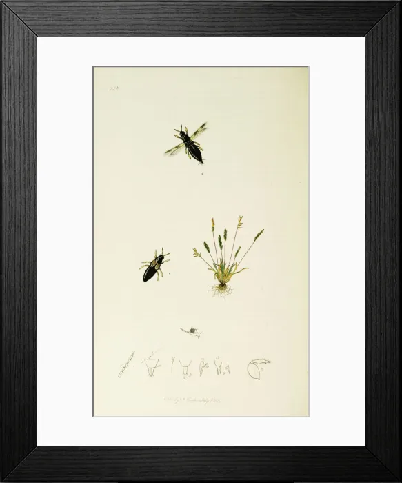 Framed Print : Curtis British Entomology Plate 748 Framed Print : Curtis British Entomology Plate 748