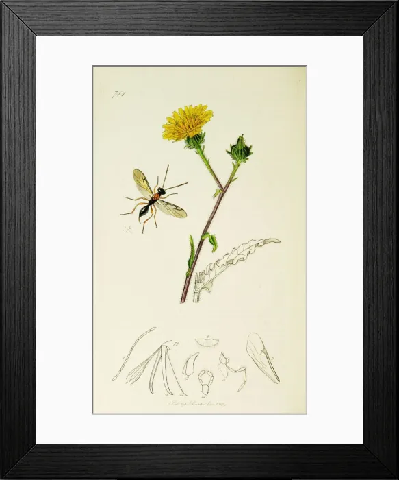 Framed Print : Curtis British Entomology Plate 744 Framed Print : Curtis British Entomology Plate 744