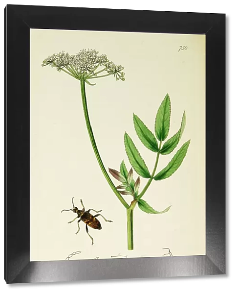 Curtis British Entomology Plate 750