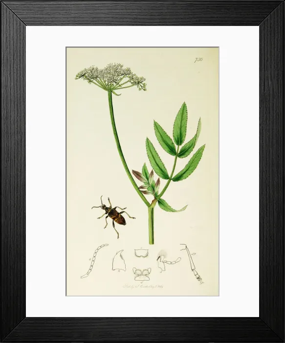 Framed Print : Curtis British Entomology Plate 750 Framed Print : Curtis British Entomology Plate 750