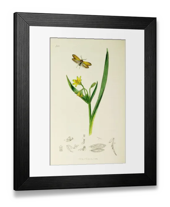 Framed Print : Curtis British Entomology Plate 751 Framed Print : Curtis British Entomology Plate 751