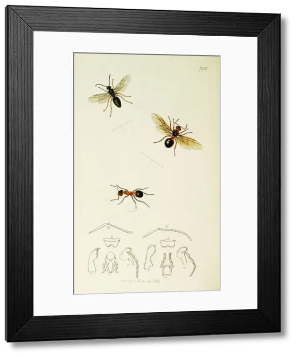 Framed Print : Curtis British Entomology Plate 752 Framed Print : Curtis British Entomology Plate 752