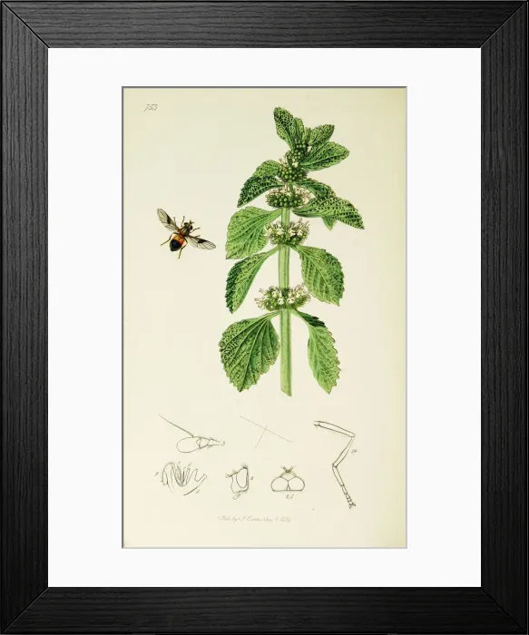 Framed Print : Curtis British Entomology Plate 753 Framed Print : Curtis British Entomology Plate 753