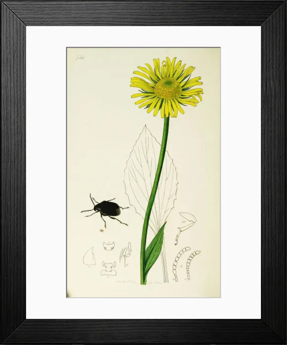 Framed Print : Curtis British Entomology Plate 754 Framed Print : Curtis British Entomology Plate 754