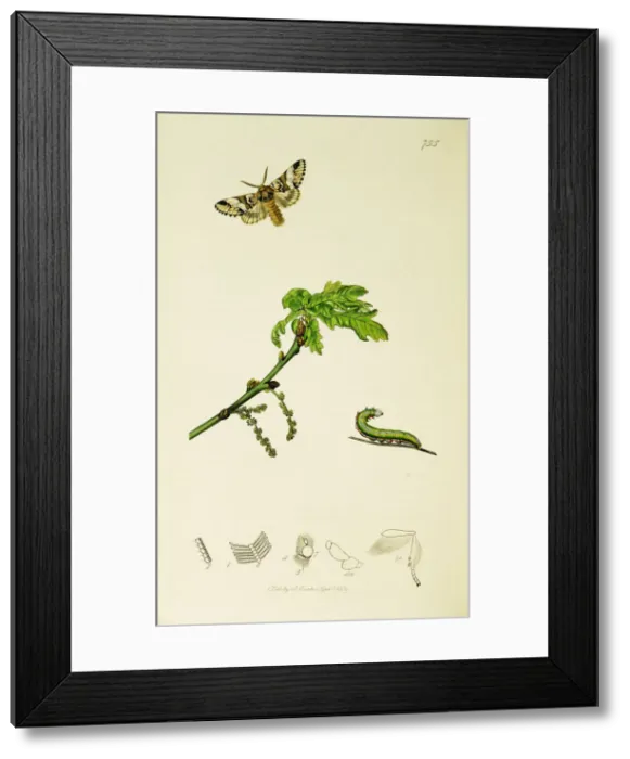 Framed Print : Curtis British Entomology Plate 755 Framed Print : Curtis British Entomology Plate 755