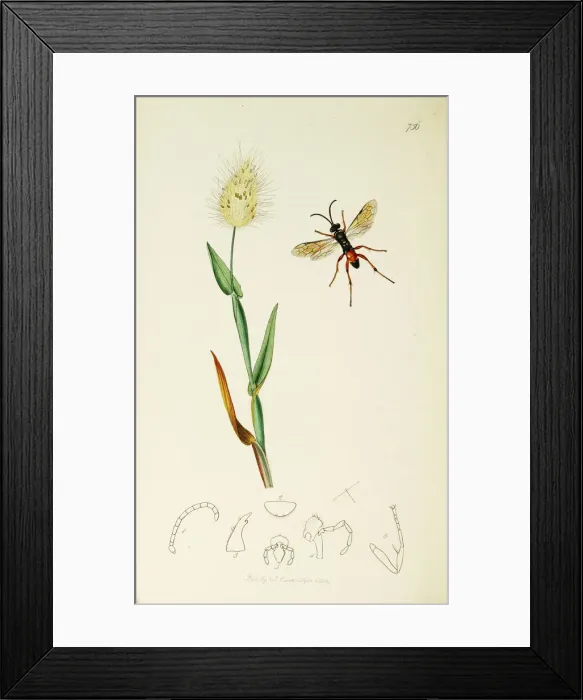 Framed Print : Curtis British Entomology Plate 756 Framed Print : Curtis British Entomology Plate 756