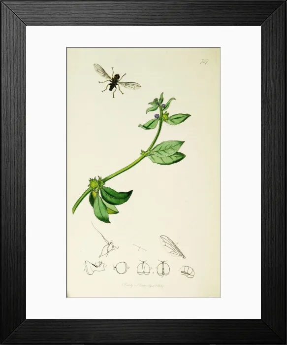 Framed Print : Curtis British Entomology Plate 757 Framed Print : Curtis British Entomology Plate 757