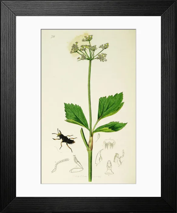 Framed Print : Curtis British Entomology Plate 758 Framed Print : Curtis British Entomology Plate 758