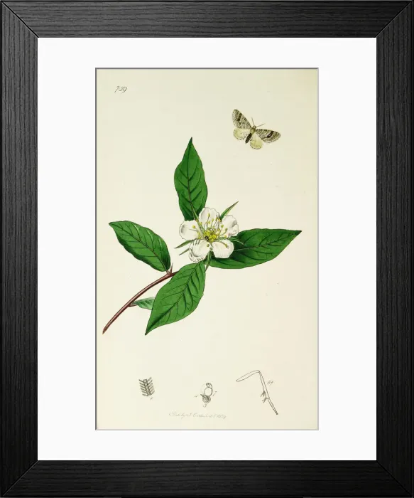Framed Print : Curtis British Entomology Plate 759 Framed Print : Curtis British Entomology Plate 759