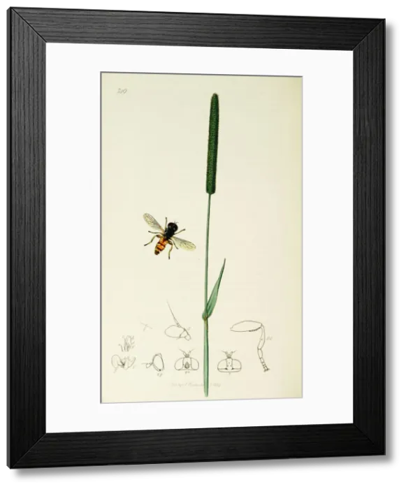 Framed Print : Curtis British Entomology Plate 749 Framed Print : Curtis British Entomology Plate 749