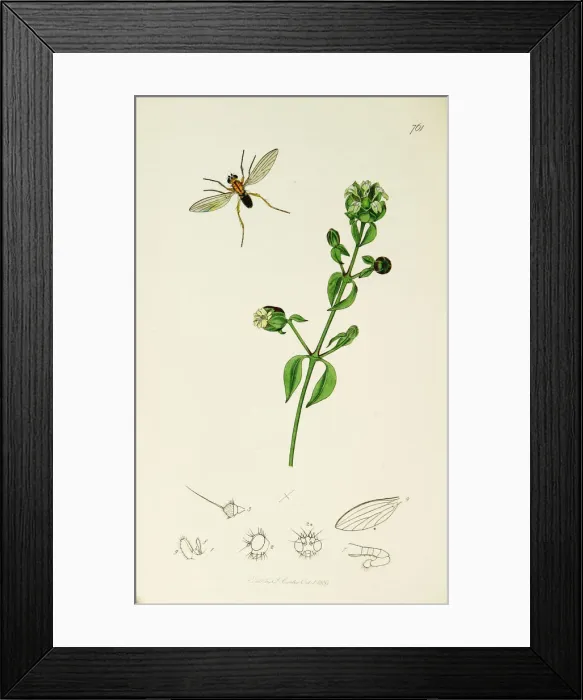 Framed Print : Curtis British Entomology Plate 761 Framed Print : Curtis British Entomology Plate 761