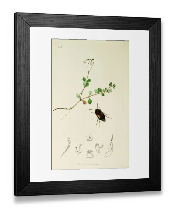 Framed Print : Curtis British Entomology Plate 762 Framed Print : Curtis British Entomology Plate 762