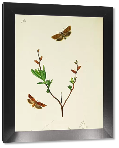 Curtis British Entomology Plate 763