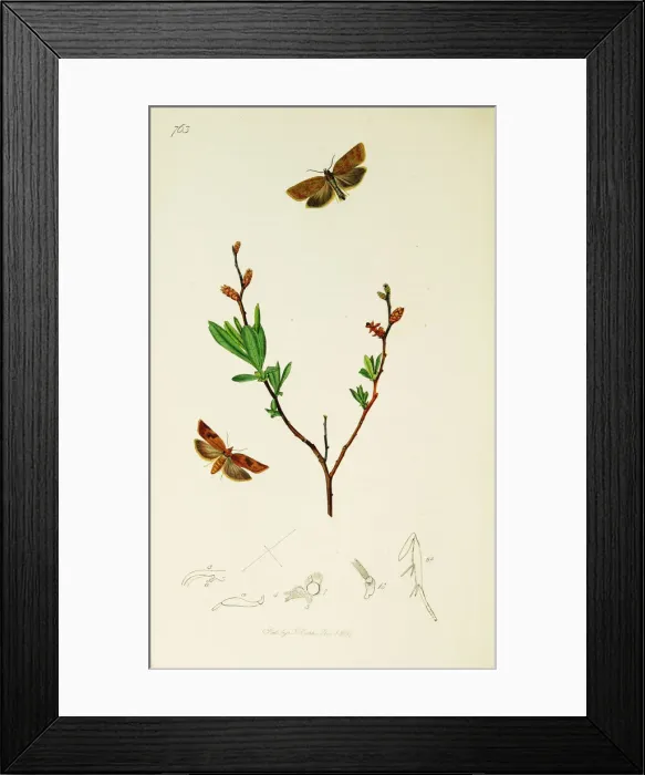 Framed Print : Curtis British Entomology Plate 763 Framed Print : Curtis British Entomology Plate 763