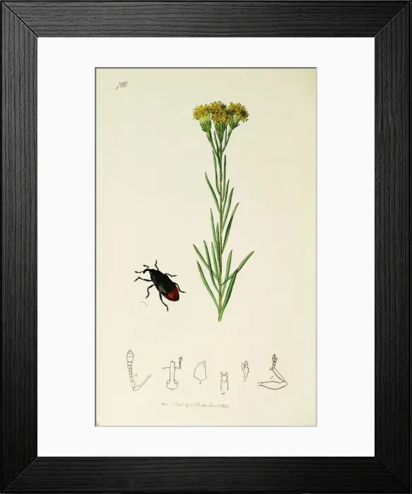 Framed Print : Curtis British Entomology Plate 766 Framed Print : Curtis British Entomology Plate 766