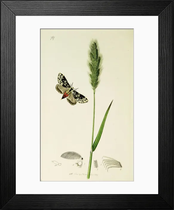 Framed Print : Curtis British Entomology Plate 767 Framed Print : Curtis British Entomology Plate 767