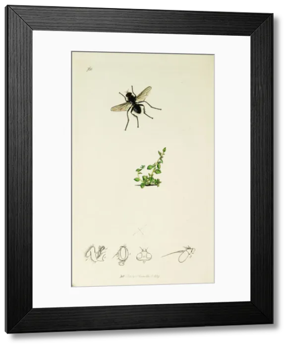 Framed Print : Curtis British Entomology Plate 768 Framed Print : Curtis British Entomology Plate 768
