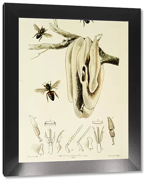 Curtis British Entomology Plate 769