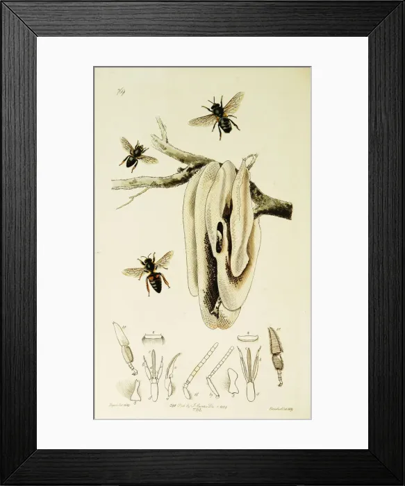 Framed Print : Curtis British Entomology Plate 769 Framed Print : Curtis British Entomology Plate 769