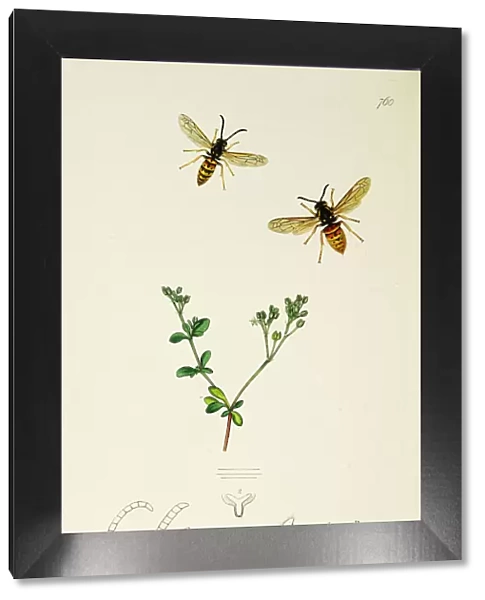 Curtis British Entomology Plate 760