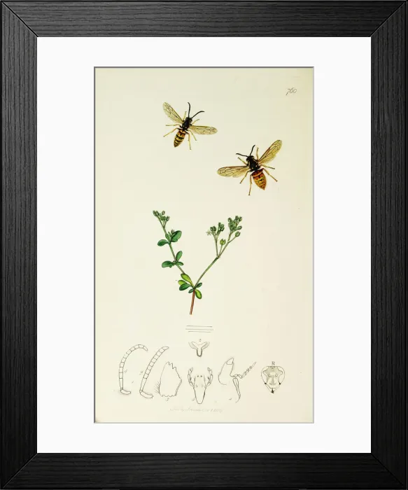 Framed Print : Curtis British Entomology Plate 760 Framed Print : Curtis British Entomology Plate 760