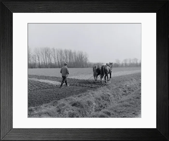 Framed Print : Horse Drawn Tiller Framed Print : Horse Drawn Tiller