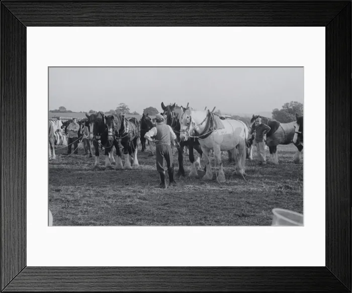 Framed Print : Heavy Horses Framed Print : Heavy Horses