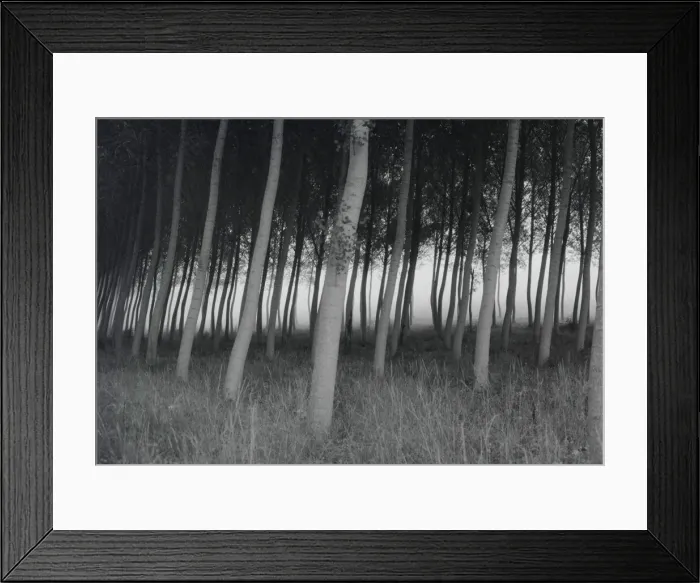 Framed Print : Leaning Trees Framed Print : Leaning Trees