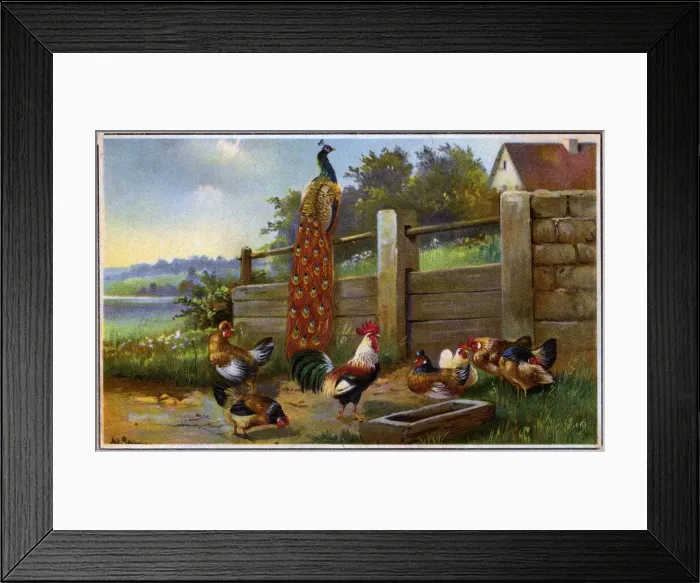 Framed Print : Farmyard scene with Cockerels and Peacock Framed Print : Farmyard scene with Cockerels and Peacock