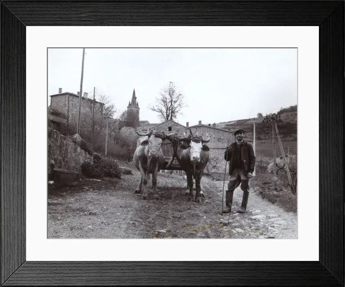 Framed Print : Farmer with oxen and cart in rural France Framed Print : Farmer with oxen and cart in rural France
