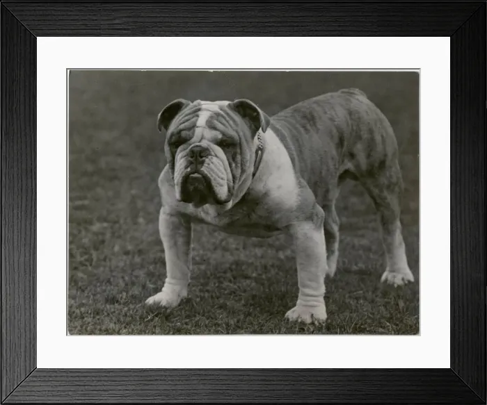 Framed Print : CH. Basford Revival bulldog Framed Print : CH. Basford Revival bulldog