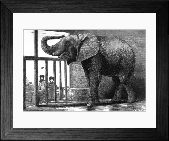 Framed Print : Jumbo the elephant Framed Print : Jumbo the elephant